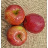 Apfel Scifresh