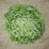 Eichblattsalat grün (Italien)