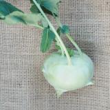 Kohlrabi (Frankreich)