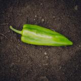 Paprika spitz, grün