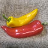 Paprika grün, wird rot