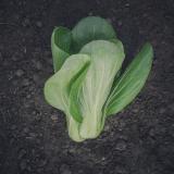 Mini Pak Choi