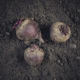 Rote Bete