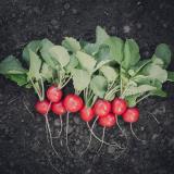 Radieschen