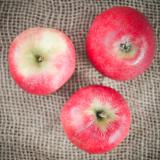 Apfel Discovery / Rubinola
