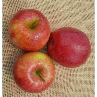 Apfel Scifresh