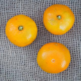 Satsuma