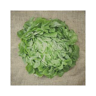 Eichblattsalat grün (Italien)