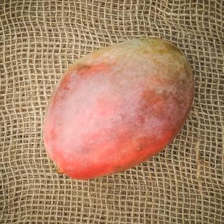 Mango Kent