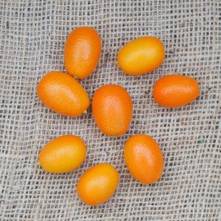 Kumquat