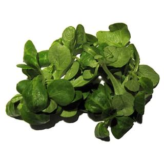 Feldsalat (Sannmann)