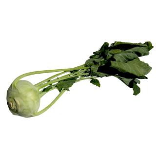 Kohlrabi ohne Blatt