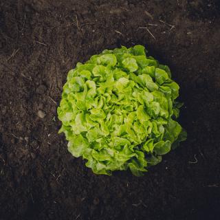 Eichblattsalat grün