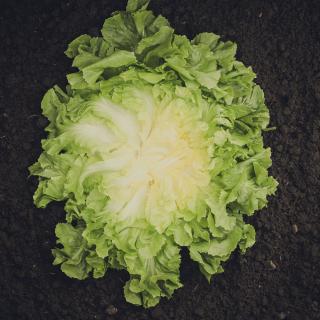 Endivie