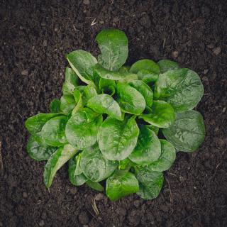 Feldsalat