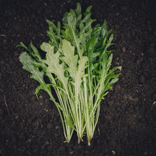 Rucola