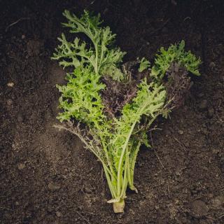 Wildsalat Mix