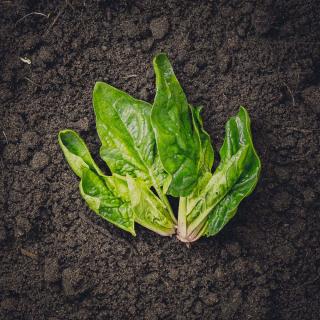 Babyleaf Spinat