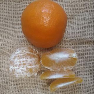 Mineola (Kreuzung Grapefruit/Mandarine)