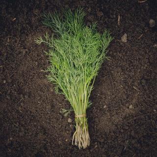 Dill