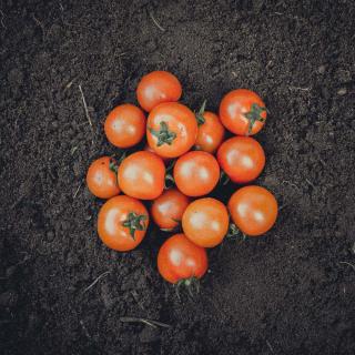 Tomate klein rund / Cocktail (Hanami)