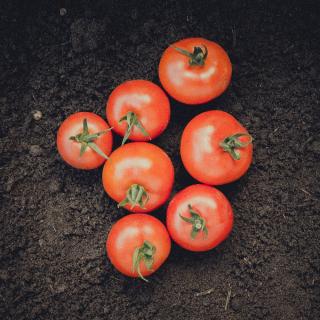 Tomate rund (Sweeterno)
