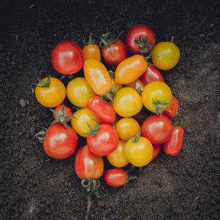 Tomate bunter Mix