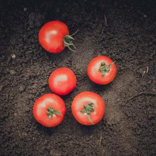 Tomate Baylee