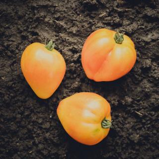 Fleischtomate Anacoeur
