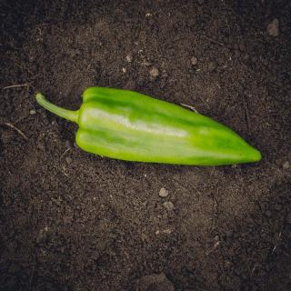 Paprika spitz, grün