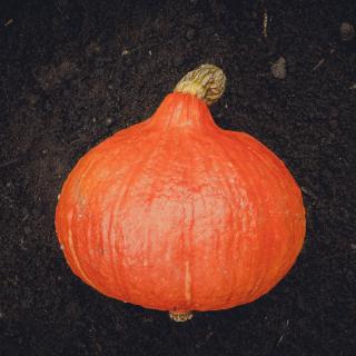 Hokkaido Kürbis