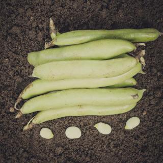 Dicke Bohnen