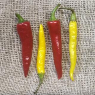 Chili (frisch) rot & gelb
