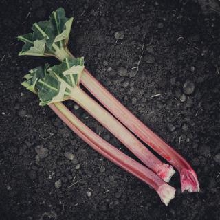 Rhabarber