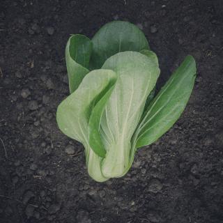 Mini Pak Choi