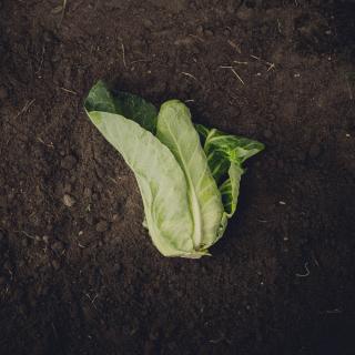 Spitzkohl