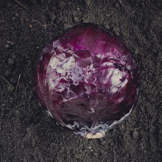 Rotkohl