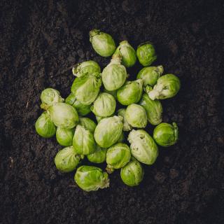 Rosenkohl