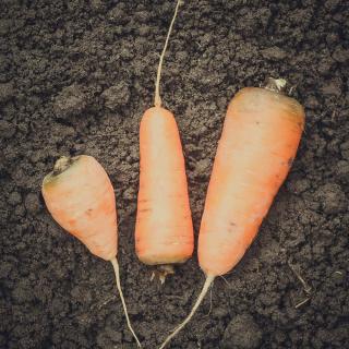 Möhre Oxhella gewaschen