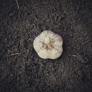 Knoblauch