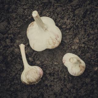 Knoblauch frisch