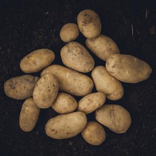 Kartoffeln Linda - festkochend