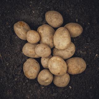 Kartoffeln Ditta - festkochend