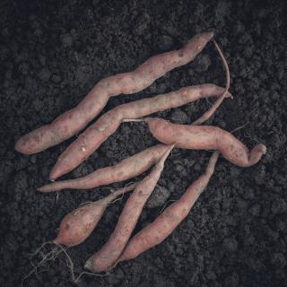 Süßkartoffel II.Wahl