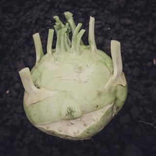 Winterkohlrabi