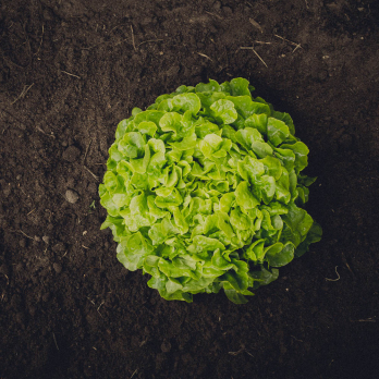 Eichblattsalat grün