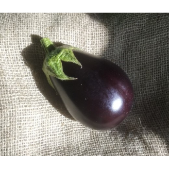 Aubergine violett