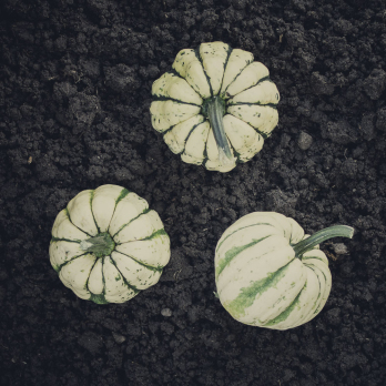 Sweet Dumpling Kürbis