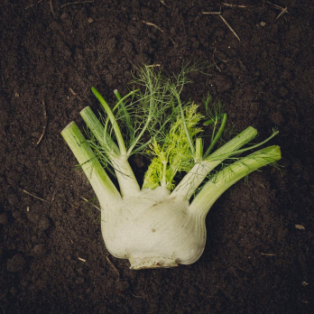 Fenchel
