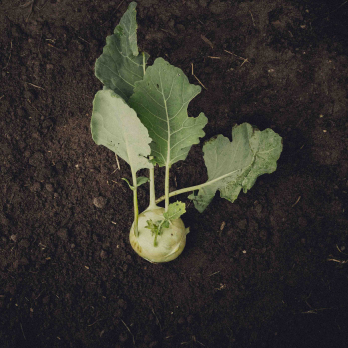 Kohlrabi